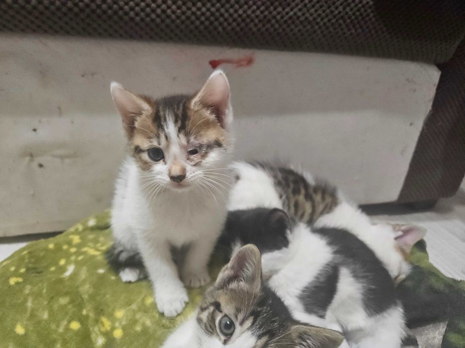 Oddam kotki w dobre rece!