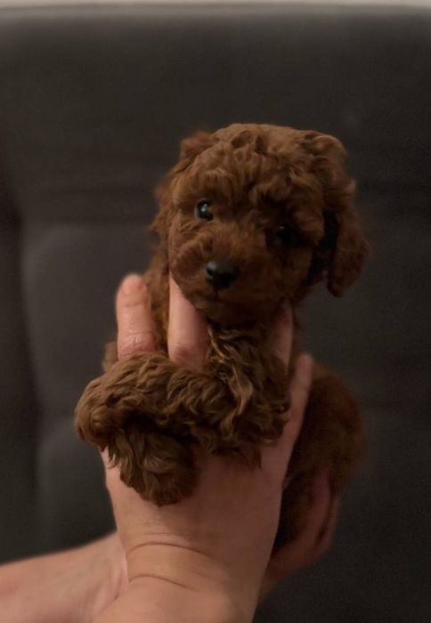 Той пуделі тікап