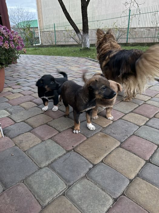 Собачки в добрі руки