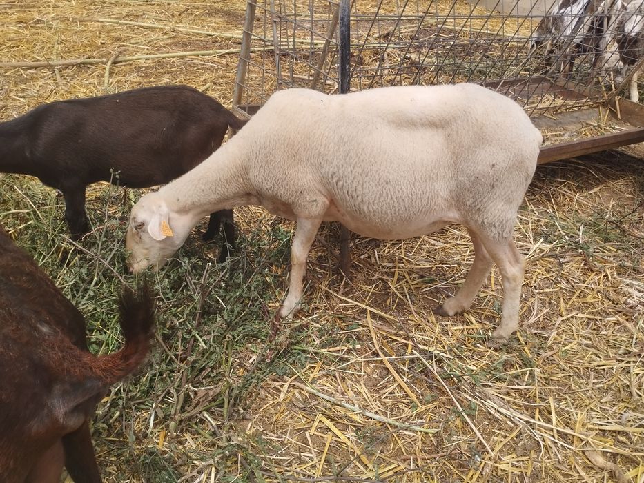 Lote de ovelhas  para venda