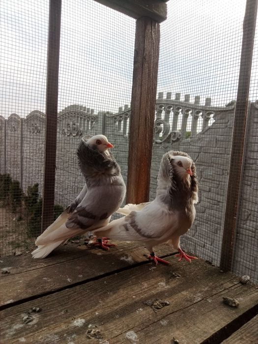 Kapucyn kapucyny para