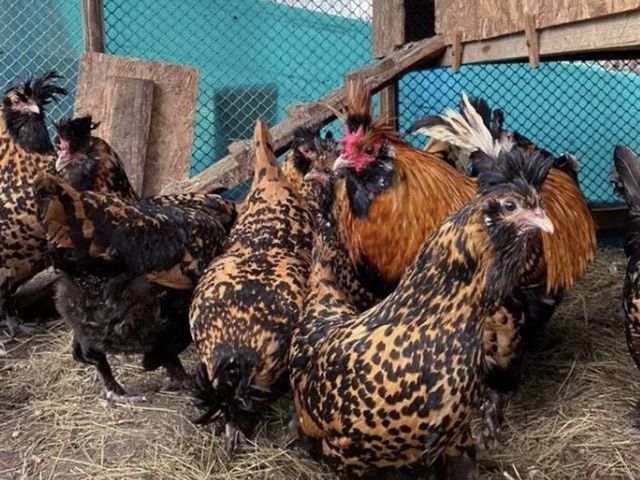 Інкубаційне яйце та курчата. Павлівська золото, срібло. Птиця.