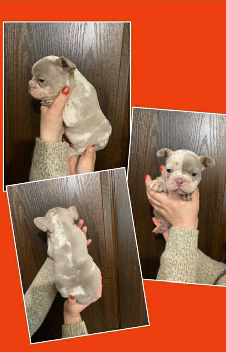 Чудо хлопчики , та дівчатка