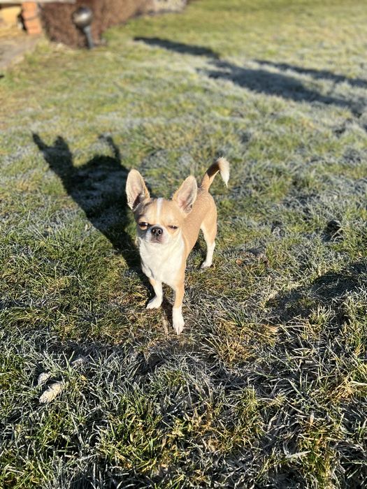 Шукаємо дівчинку для Вязки Чіхуа-хуа