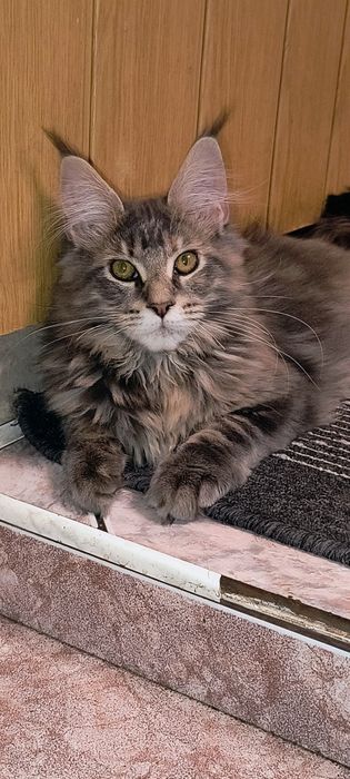 Kotka Maine coon do hodowli