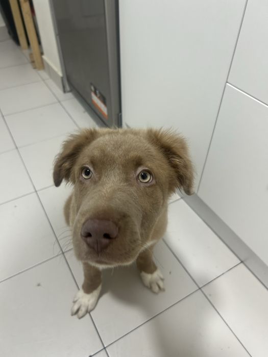 Sky – Cão de guarda/caça e família | Muito dócil com crianças