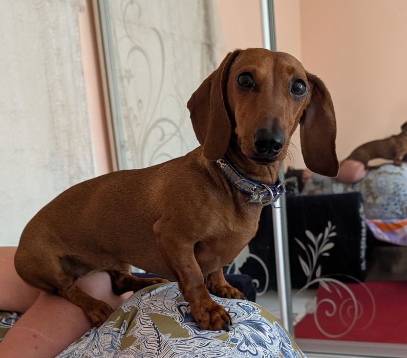 Грайливі тигрові цуценята такси