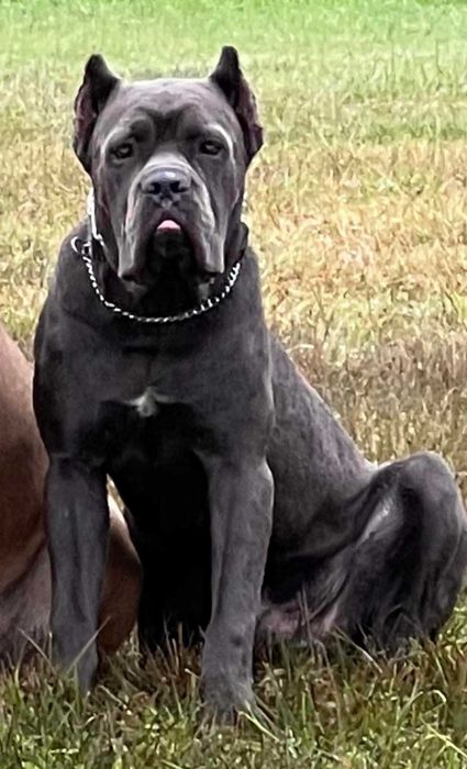 Сильний родовід-відмінне здоров"я