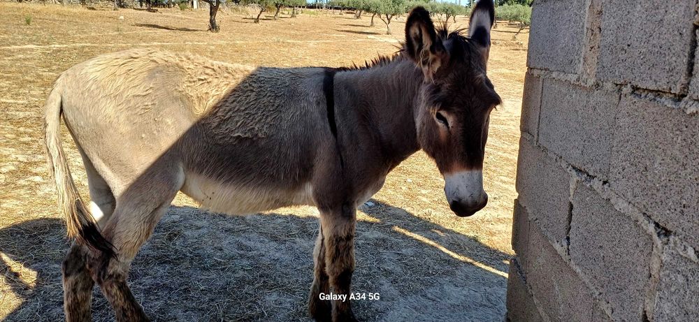 Burro Macho Inteiro