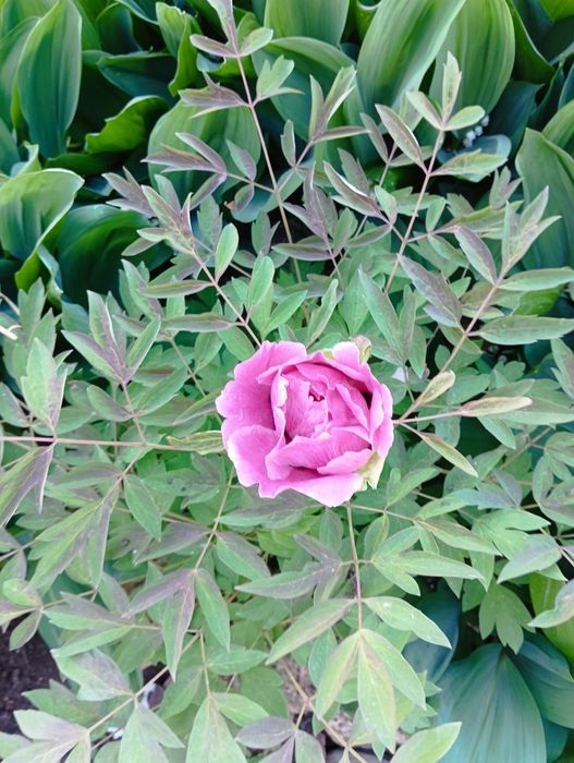 Продам древовидные пионы.