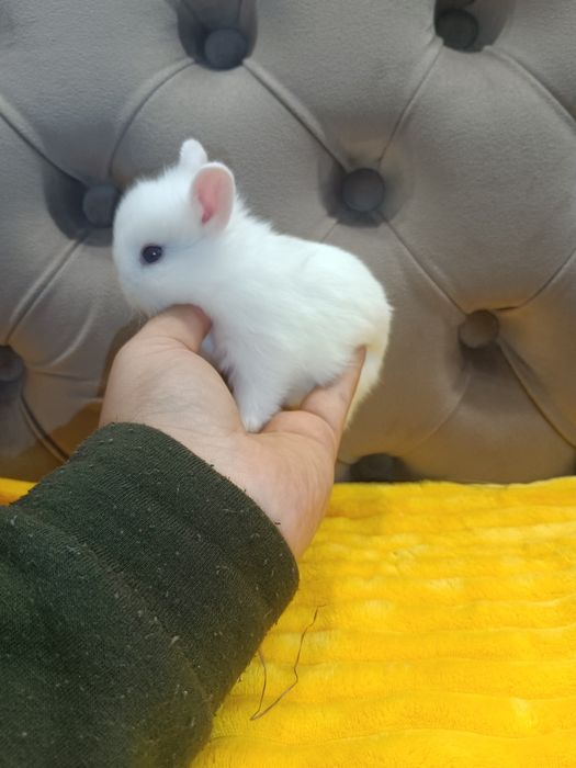 Карликові кролики,міні кролики,мініатюрні кролики,карликові міні кроли