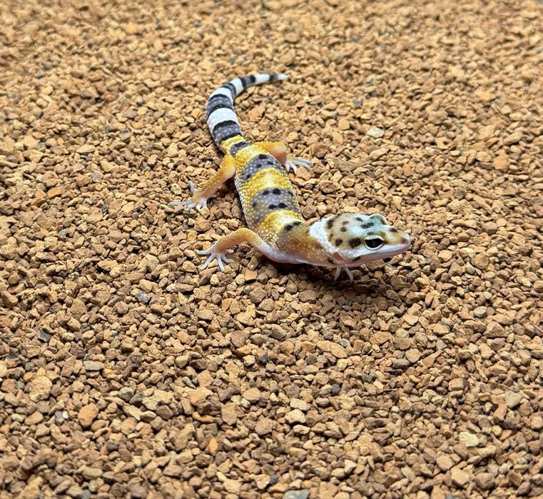 Gekon lamparcci Eublefar- mlode oraz podrostki