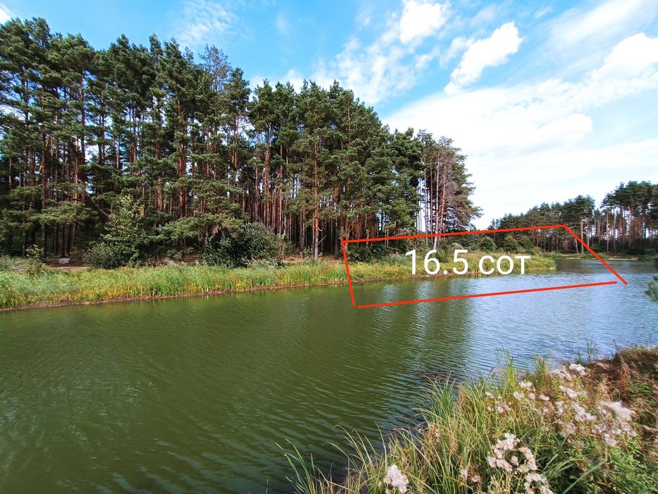 16,5 сот біля соснового лісу та водойми