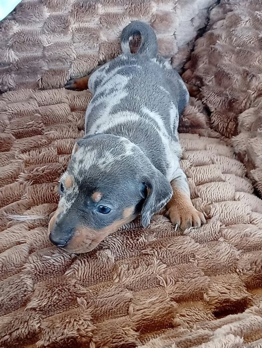 Teckel kaninchen Merle blue