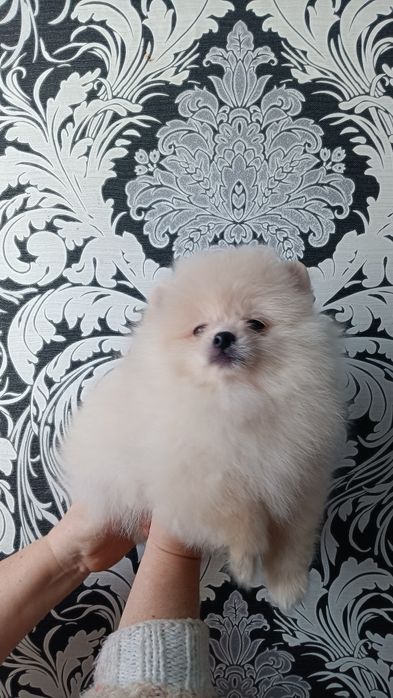 Хлопчик медведик кремовий