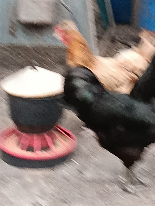 Kurki nioski całe stado