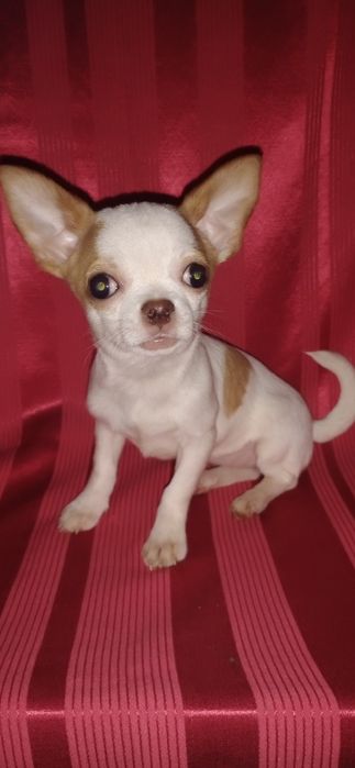 Дівчинка чихуахуа