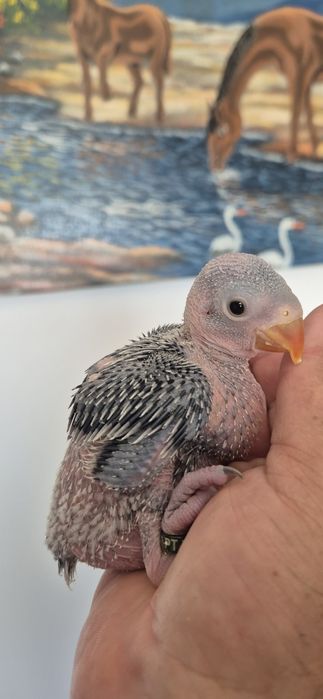 Ring neck azuis e azuis turquesa para  criar a mão