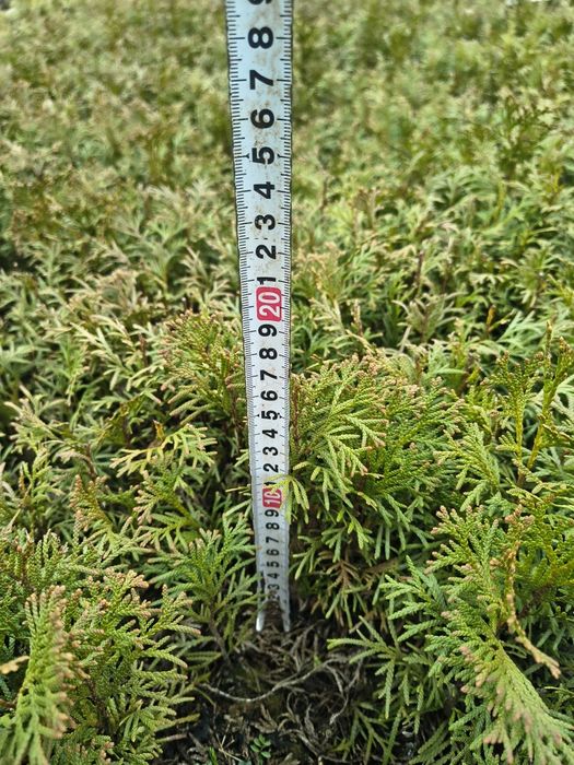 Sadzonka Tui szmaragd z gołym korzeniem