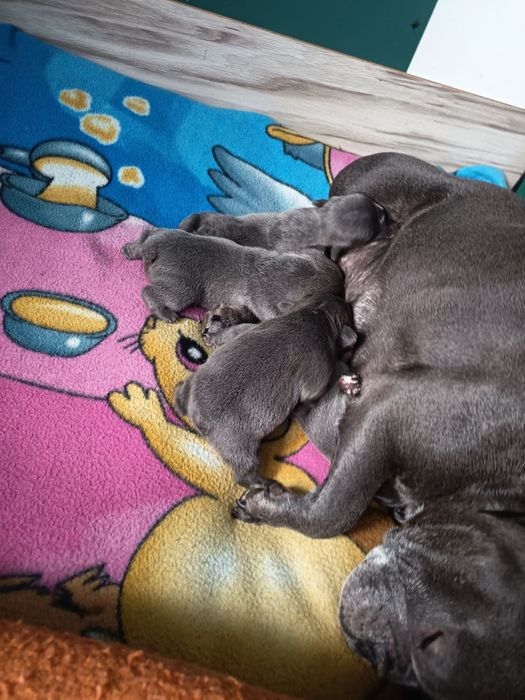 Buldog francuski