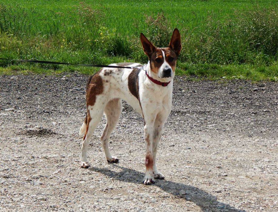 Furia szuka domu.