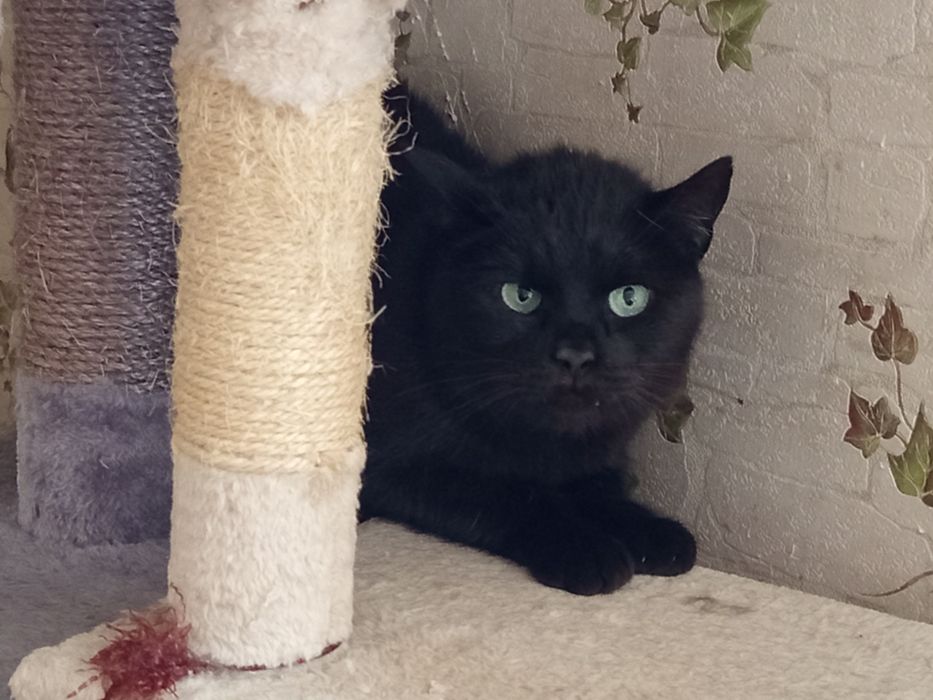 Duży Nergal potrzebuje domku