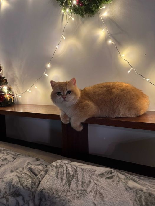 Kot brytyjski krótkowłosy, 1,6 roku – z rodowodem, wykastrowany