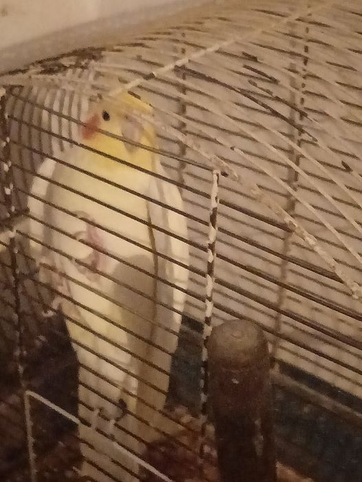 witam sprzedam papugę nimfę