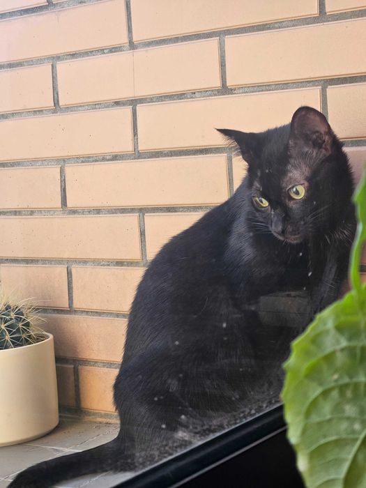 Gata de rua a precisar de um lar.