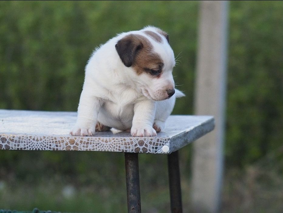 Jack Russell Terrier PIESEK