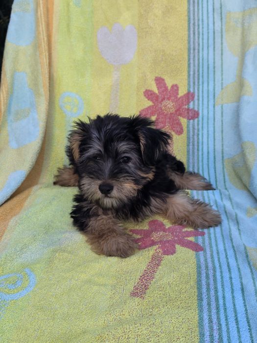 Yorkshire Terrier Macho