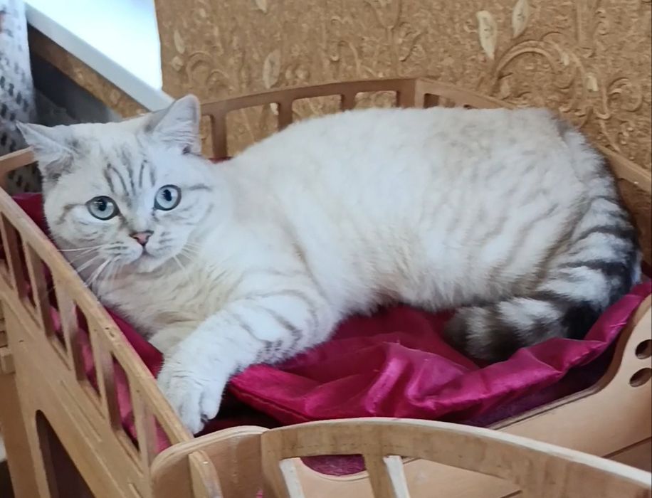 Мальчик шиншилла поинт