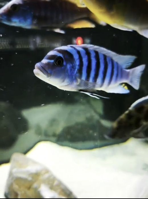 Ciclideos africanos machos Malawi