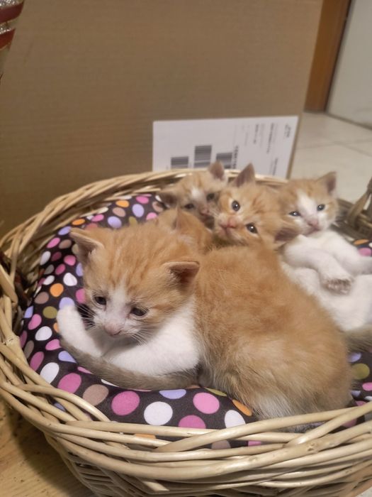 Oddam piękne kociaki Tyśmienica. 695u665u743