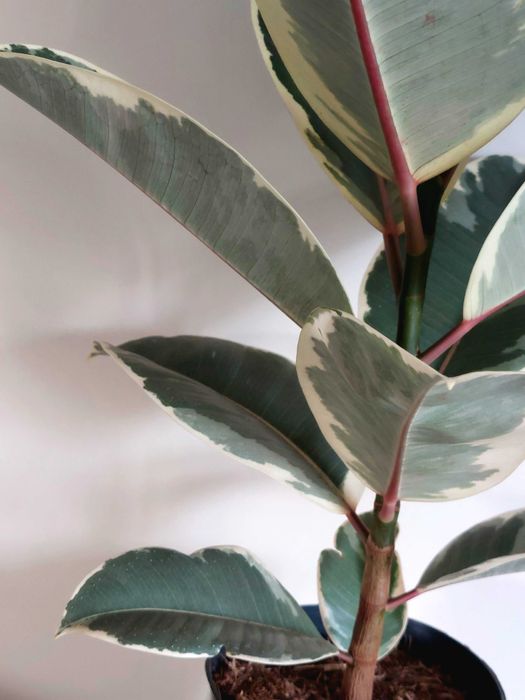 Planta Ficus elastica 'Tineke'