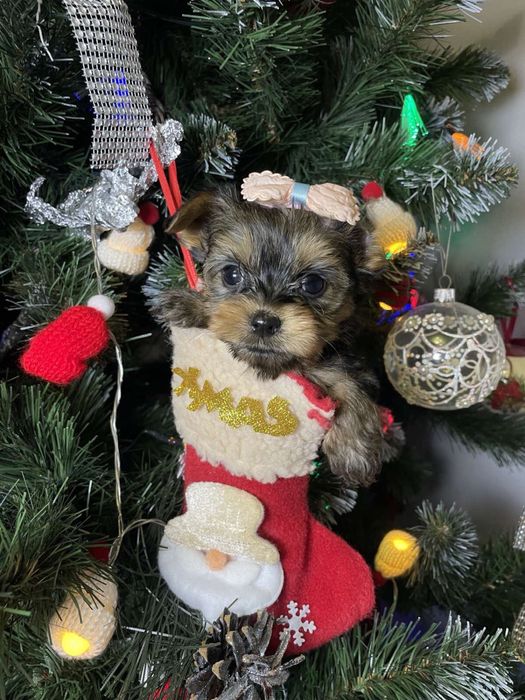 Щенок йорк ждет в новогодние праздники свою семью