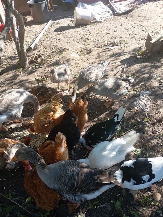 Tenho para venda 6 gansos