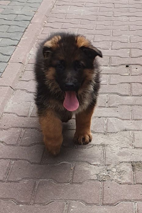 Owczarek Niemiecki Krótkowłosy