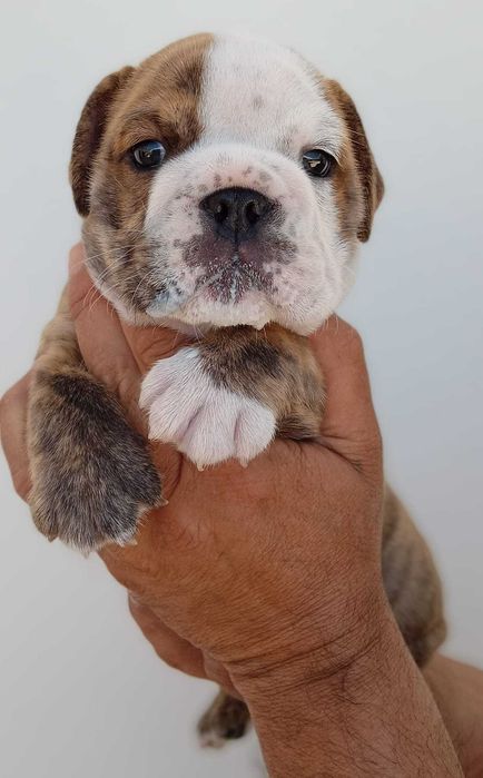 Bulldog inglês macho