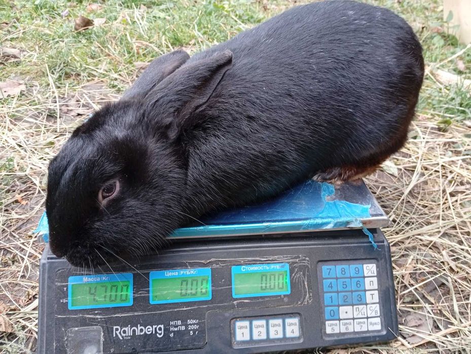 Продаються кролики різного віку