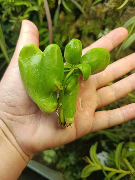 Дисхідія Dischidia major