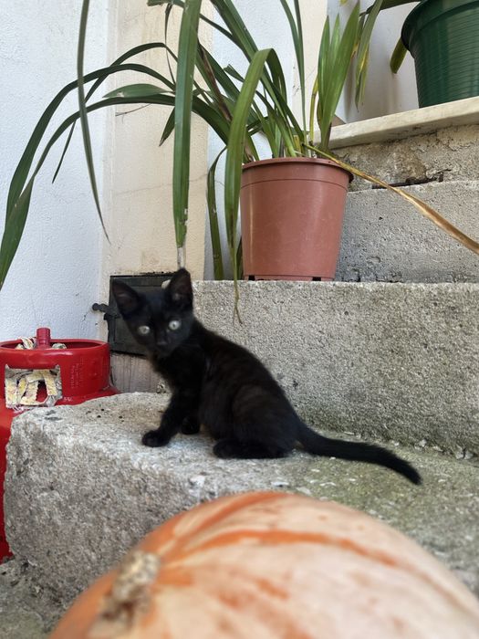 Dou gatinha bebé preta