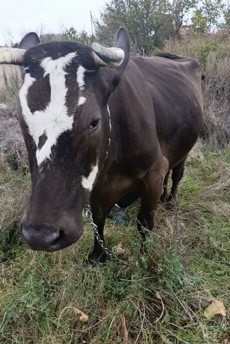 Продається справжня годувальниця! 
Продам чудову молочну корівку.