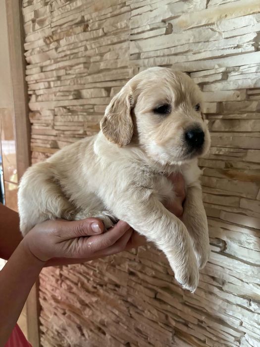 Suczka Golden Retriever
