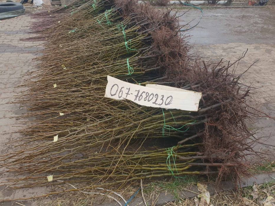 Саджанці груші, персика