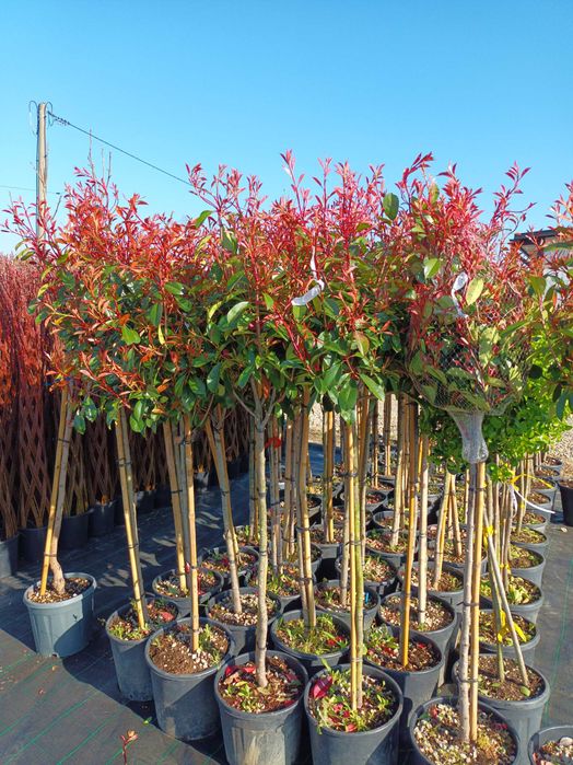 Głogownik Red Rubin Photinia na pniu PIĘKNE korony 180cm