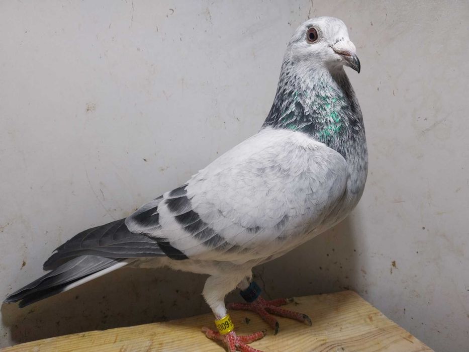 Gołębie pocztowe- Złoty NATURAL ANTWERP! Samiec szymel BE 2024 z tele.