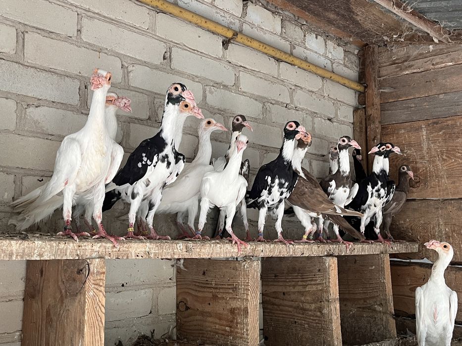 Продам карʼєри !!!