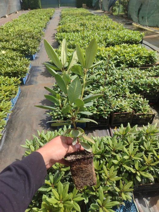 Рододендрони 2 річні