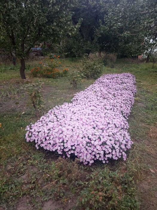 Многолетняя астра, сентябринки, морозец